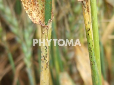 Puccinia graminis f. sp. tritici